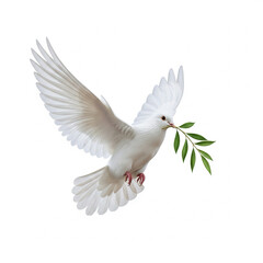 Obraz premium White dove carrying an olive branch, symbol of peace, isolated on white background