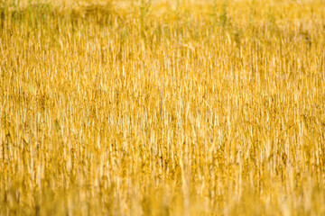 A close up of a golden wheat field ready for harvest The Abundance of Nature