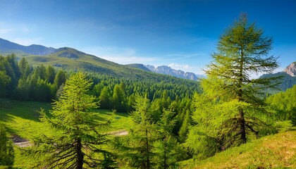 Obraz premium larix decidua the european larch is a species of larch native to the mountains of central europe in the alps and carpathian mountains as well as the pyrenees