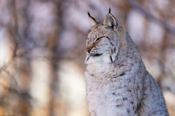Lynx Posing in Winter Forest