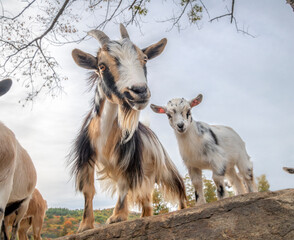 Adult female dam Nigerian dwarf goat nanny with baby animal kid in open pen with boulders.
