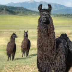 Black adult Wooly Llamas in alpine pasture