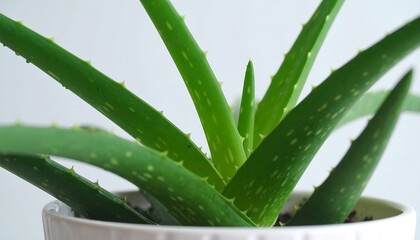 Close-up aloe vera plant (1)