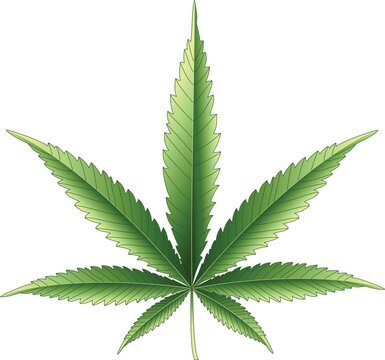 Cannabis Blatt gr&uuml;n - Hanf Pflanze - isolierte Vektor Illustration