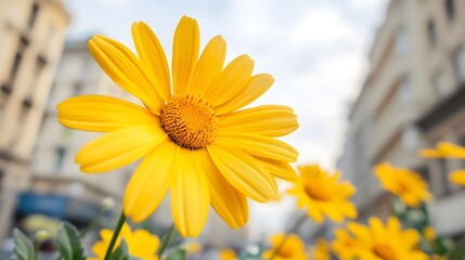 Bright yellow daisy flower urban bloom cityscape