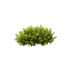 Obraz premium Green Thyme Bush with Aromatic Herbal Leaves for Cooking and Gardening Isolated on White Background