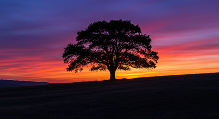 Majestic solitary oak tree silhouette against a vibrant, fiery sunset sky, evoking tranquility and natural beauty.