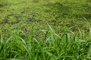 An abstract macro that captures the texture and shades of green in nature, combining tall grasses in the foreground with duckweed on the water.