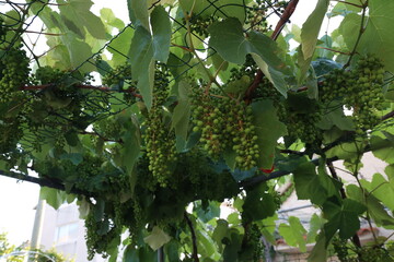 The grapes are ripening in the garden