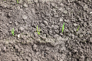 Freshly tilled soil is dotted with a few green shoots. This image symbolizes growth, the beginning of a new cycle, and the potential of life pushing through the earth.