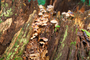 A cluster of small mushrooms with light caps and thin stems has grown in the cracks of an old fallen tree. Their delicate appearance contrasts with the rough texture of the dark wood, creating a pictu