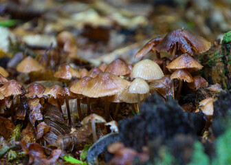 This macro shot captures a cluster of small, glistening mushrooms growing on a forest floor covered with wet, fallen leaves. The photograph highlights the details of woodland life, emphasizing the bea