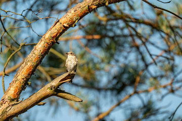 Forest Songbird: A Small Flycatcher Perched on a Sunny Pine Branch