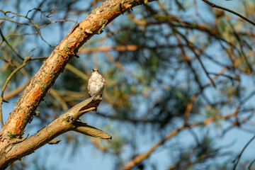 Forest Songbird: A Small Flycatcher Perched on a Sunny Pine Branch