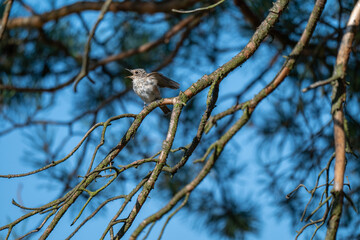 Alert Songbird: Spotted Flycatcher in a Sunlit Pine Tree