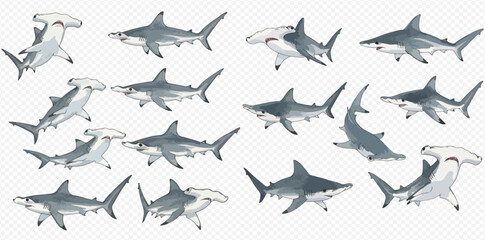 Collection of hammerhead and regular shark illustrations in various poses on a transparent background.
