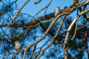 A Pair of Spotted Flycatchers Hidden in a Dense Pine Forest
