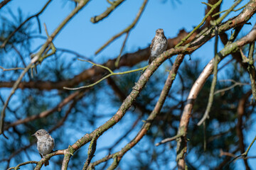 A Pair of Spotted Flycatchers Hidden in a Dense Pine Forest
