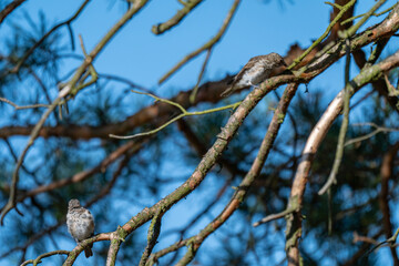 A Pair of Spotted Flycatchers Hidden in a Dense Pine Forest