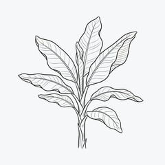 Detailed line drawing of a plant with large leaves