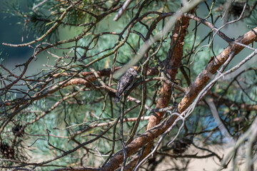 Natural Harmony: A Pair of Spotted Flycatchers at Dusk