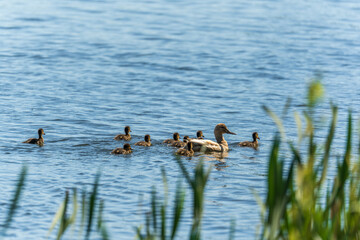 A family of ducks, a duck and its little ducklings are swimming in the water. The duck takes care of its newborn ducklings. Mallard, lat. Anas platyrhynchos