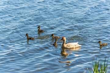 A family of ducks, a duck and its little ducklings are swimming in the water. The duck takes care of its newborn ducklings. Mallard, lat. Anas platyrhynchos