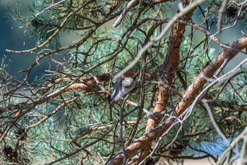 Natural Harmony: A Pair of Spotted Flycatchers at Dusk