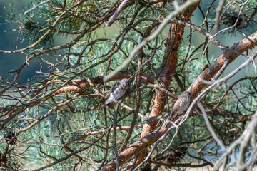 Natural Harmony: A Pair of Spotted Flycatchers at Dusk