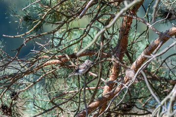 Natural Harmony: A Pair of Spotted Flycatchers at Dusk