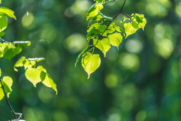 Nature of green leaf in garden at summer. Natural green leaves plants using as spring background cover page environment ecology