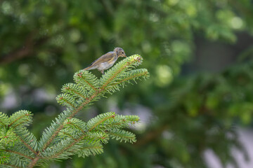 Delicate Hunter: A Small Flycatcher Foraging on a Fir Branch