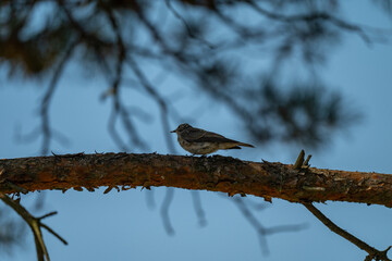 Evening Sentinel: A Flycatcher Perched Against the Twilight Sky