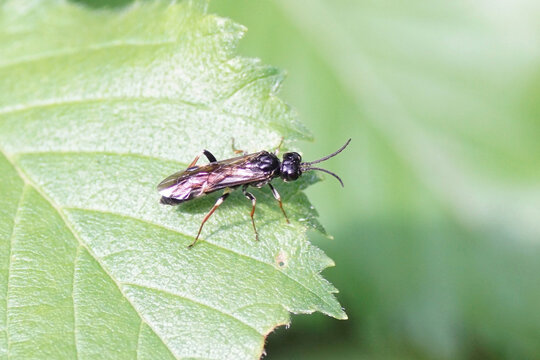 Curled Rose Sawfly (Allantus cinctus). Subfamily Allantinae. Family Common sawflies (Tenthredinidae). On an elm leaf. Summer, June, Netherlands.