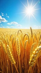 Golden wheat field shimmering under a summer sun, reaching towards a vibrant blue sky  A picturesque scene of abundant harvest and the peak of growing season ,  soil,  grain