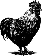 rooster isolated 