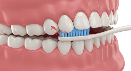 Obraz premium Discover the perfect technique for brushing teeth and gums, ensuring a healthy, radiant smile with this detailed dental visual