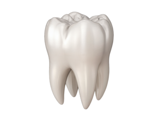 Realistic 3d render of a human molar tooth with intricate details isolated on transparent background