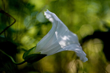 Side view of white bindweed flower with green background
Macro side view of a white bindweed flower with natural texture and green blurred background.
