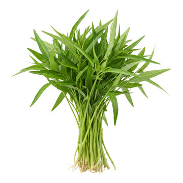 Fresh bunch of water spinach isolated on transparent background