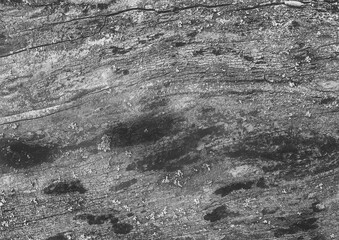 Texture old bark tree grey paint gray wood surface abstract pattern background