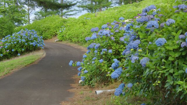 愛宕山公園の紫陽花 Hydrangeas at Atagoyama Park