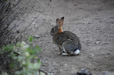 Cute Wild Hare Hopping Along a Path