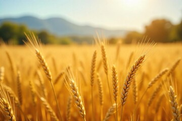 Fototapeta premium Golden wheat field ripe for harvest, sunlit stalks swaying gently in the breeze Abundant crop, rich color, rural landscape, autumnal scene , grain field, sun