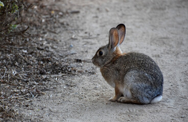 Resting Rabbit on a Sand Walking trail