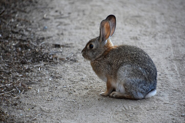 Beautiful Capture of a Sweet Wild Rabbit