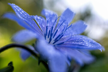 Close up of blue wildflower petals with morning dew
Macro photograph showing delicate blue wildflower petals covered with fresh morning dew drops in natural light.
