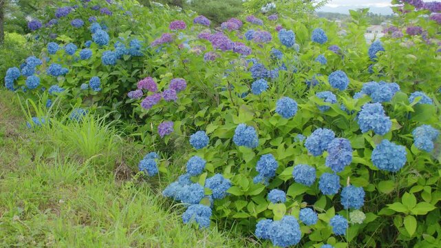 愛宕山公園の紫陽花 Hydrangeas at Atagoyama Park