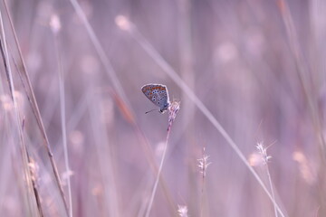 butterfly on a flower © Simona