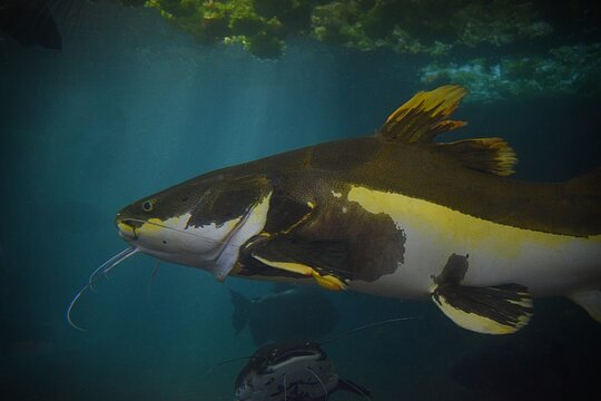 Poisson chat &agrave; queue rouge, redtail catfish (Phractocephalus hemioliopterus) &eacute;voluant dans un aquarium d'eau douce.